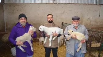 3 kuşaktır, koyun yetiştiriyorlar