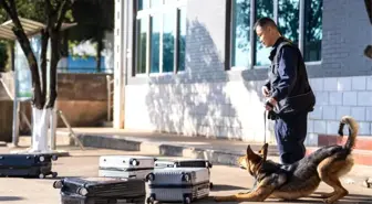 Albüm: Çin'de 60 Yılı Aşkın Sürede Yetiştirilen Kunming Köpeği Kolluk Kuvvetlerine Yardımcı Oluyor