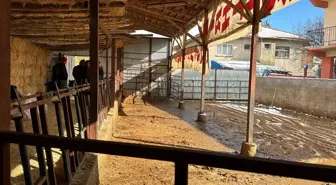 Burdur'da elektrik akımına kapılan 14 büyükbaş hayvan telef oldu