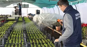 Gelibolu Belediyesi kendi serasında çiçek üretiyor