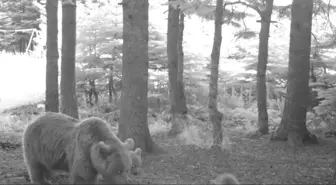 Kış uykusuna yatmayan anne bozayı, 3 yavrusuyla fotokapana yansıdı