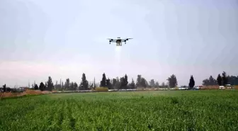 Mersin'de dronla gübreleme ve ilaçlama çiftçinin zayiatını sıfıra indirdi, zamandan tasarruf sağladı