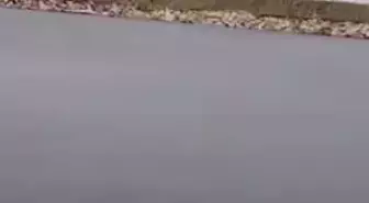 Soğuk havaya aldırmadan denize girip, yüzdü