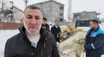 Muş'ta sahipsiz hayvanlara yem desteği