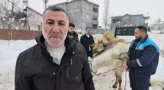 Muş'ta sahipsiz hayvanlara yem desteği