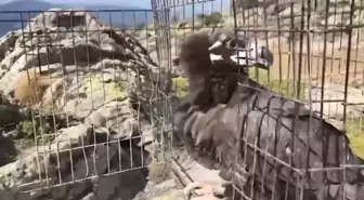 Tedavisi tamamlanan 132 yaban hayvanı doğaya salındı