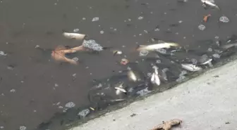 Tokat'ta Yeşilırmak'ta çok sayıda balık kıyıya vurdu