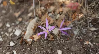 Antalya'daki 5 antik kentin endemik bitkileri ziyaretçilere tanıtılıyor