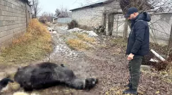 Erzincan'da at ve eşek silahla katledildi