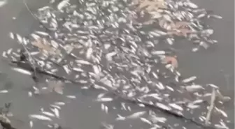 Yeşilırmak'ta balık ölümleri görüldü
