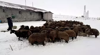 Ardahan'da devlet desteğiyle koyun sayısı 3 yılda yüzde 50'den fazla arttı