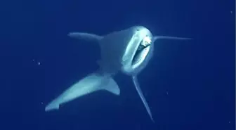 Dalgıçlar, Burnuna Olta Kancası Takılan Köpek Balığını Kurtardı