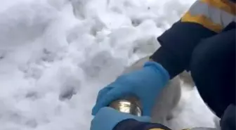 Kedinin başına sıkışan konserveyi sağlık ekipleri çıkardı