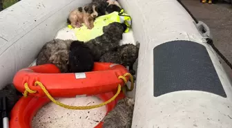 Manisa'da çaya düşen 9 köpek yavrusu kurtarıldı