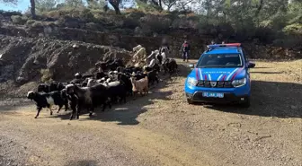 Antalya'da kaybolan 55 küçükbaş hayvan jandarma ekiplerince bulundu