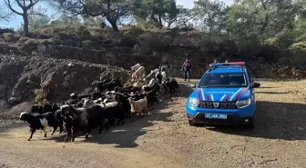 Antalya'da kaybolan 55 küçükbaş hayvan jandarma ekiplerince bulundu