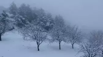 Çorum'da ceviz bahçeleri karla kaplandı