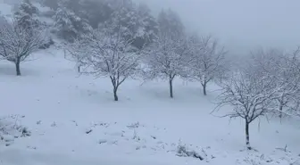 Çorum'da ceviz bahçeleri karla kaplandı