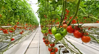 HEKTAŞ, ESG derecelendirmesinde ikinci olduğunu duyurdu