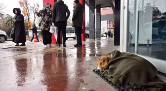 İç ısıtan hareket: Soğuktan titreyen köpeği şalla sardılar