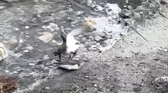 Kuşlar Milleyha Sulak Alanı'nda Mücadele Etti