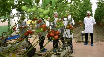 Modern sera yatırımları Salihli'de tarımı güçlendiriyor