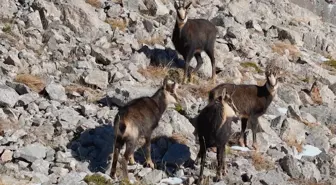 Munzur Dağları'nda çengel boynuzlu keçiler dronla görüntülendi