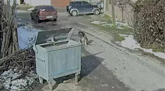 Otomobilin üzerinden geçtiği köpeğin vücudunda yüzlerce saçma izine rastlandı