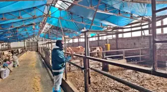 Tavşanlı'da hayvancılık işletmelerine yönelik besilik hayvan kapasite tespit çalışması