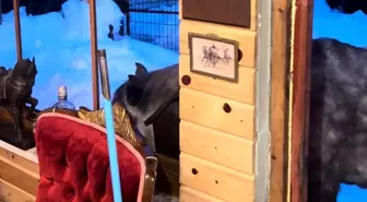 Yabani yılkı atları evine kadar geldi, ortaya samimi anlar çıktı: 'Hoş geldiniz'