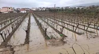 Yağmurlar bağcıların yüzünü güldürdü