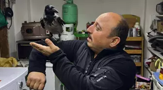 Yaralı halde bulup tedavi ettirdiği karga, iş yerinde yanından ayrılmıyor