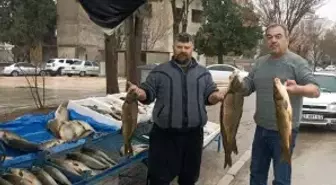 Araban'da soğuk havayla birlikte Fırat balığına talep arttı