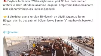 Bakan Yumaklı: Şanlıurfa'da bu yılın ilk yarısında 150 besi işletmesi daha faaliyete geçecek
