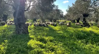 Balıkesir'de zeytinliklerde koyun otlatan çobana ceza