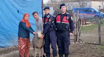 Çanakkale'de kaybolan 24 küçükbaş hayvan jandarma tarafından bulundu
