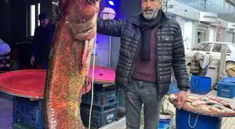 Dev Yayın Balığı Çayırhan Gölü'nde Yakalandı