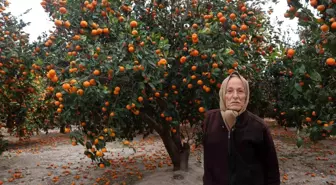 Çiftçinin dalından bedavaya vermeye razı olduğu mandalina bahçelerinde toprak turuncuya döndü
