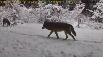 Karabük'te yaban hayatı fotokapana yansıdı
