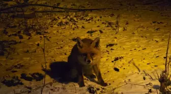 Kartepe'de yiyecek arayan tilkiyi, eliyle besledi