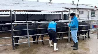 Kütahya'da ithal besilik erkek sığırlar için millileştirme çalışmaları sürüyor