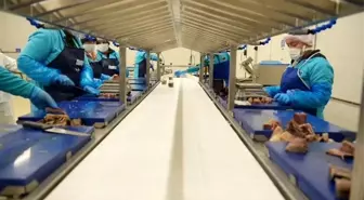 Sinop 2025'te ihracatta vites yükseltti