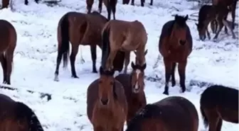 Yiyecek bulamayan yılkı atları kent merkezine indi