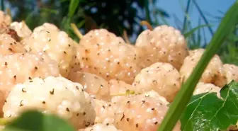 Erzincan'da kapama dut bahçesi kurulacak: Üreticiye yüzde 50 hibe