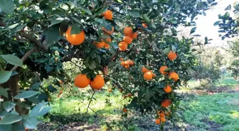 Portakal çalarken suçüstü yakalanan 5 şahıs yakalandı