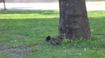 Çanakkale'deki çocuk parkında patlamamış mühimmat bulundu