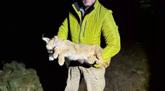 Dr. İlemin: Karakulak türünü Akdeniz ekosistemi için gösterge tür olarak tescilledik