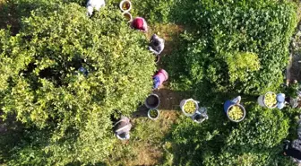 Tarım-ÜFE yıllık yüzde 36,01 arttı