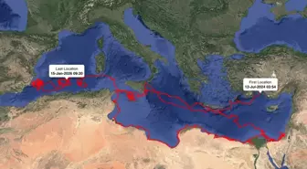 Uydudan izlenen caretta caretta 'Gümüş' yaklaşık 24 bin kilometre katetti