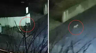 Aç kalınca mahalleye indiler